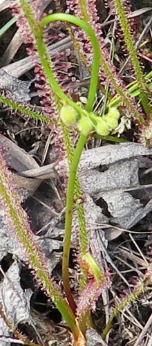 Drosera filiformis - Threadleaf Sundew -  lower leaf, linear