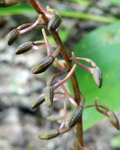 Tipularia discolor - Cranefly orchid  - flower buds 