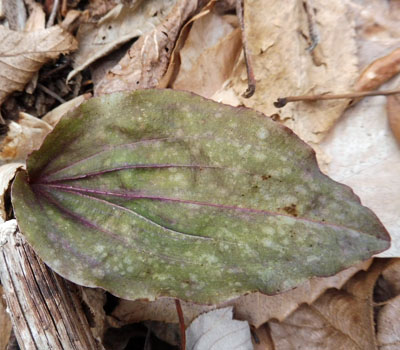 Tipularia discolor - Cranefly orchid  - leaves
