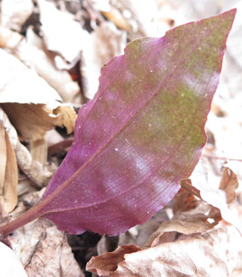 Tipularia discolor - Cranefly orchid  - leaves