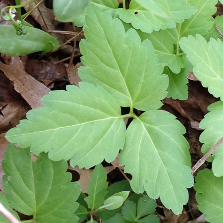 Cardamine diphylla - Broadleaf toothwort - Rhizomal leaves