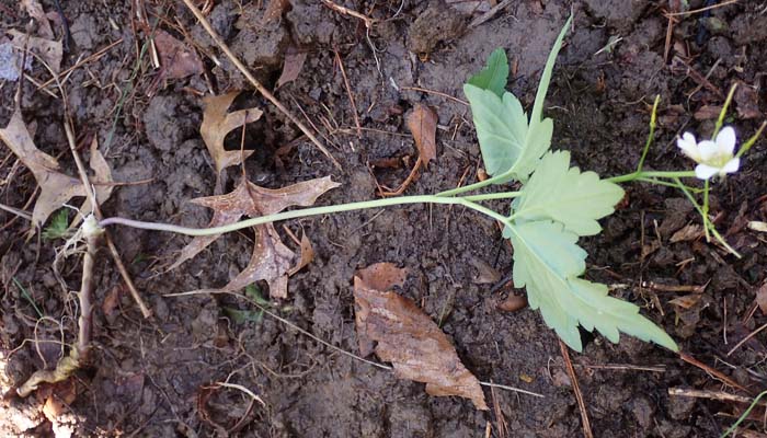 Cardamine diphylla - Broadleaf toothwort - rhizome with flower stalk