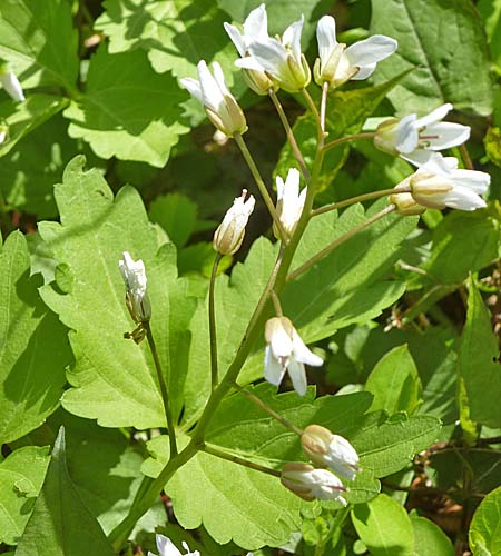 Cardamine diphylla - Broadleaf toothwort - inflorescence