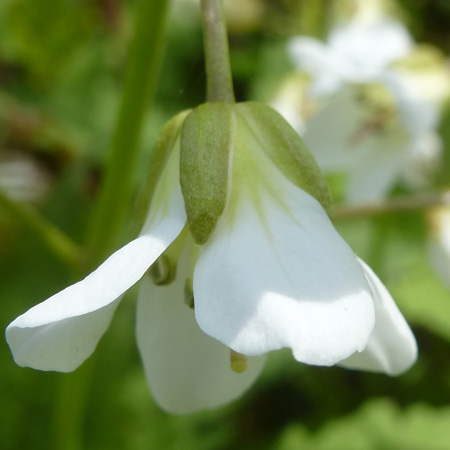 Cardamine diphylla - Broadleaf toothwort - flower - close up
