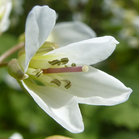 Cardamine diphylla - Broadleaf Toothwort