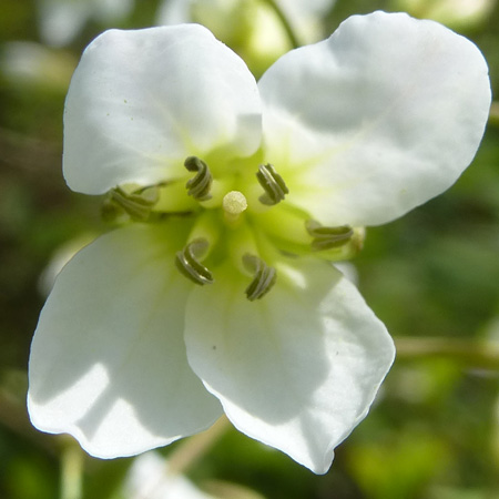 Cardamine diphylla - Broadleaf toothwort - flower - close up
