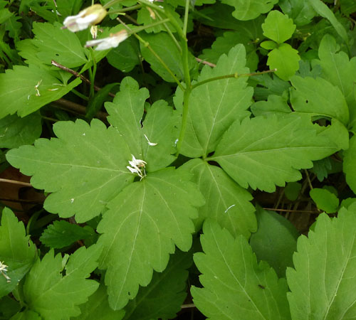 Cardamine diphylla - Broadleaf toothwort - cauline  stem leaves