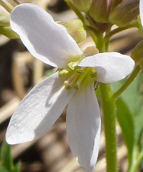 Cardamine concatenata - cutleaf toothwort - flower