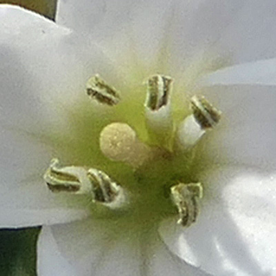 Cardamine concatenata - cutleaf toothwort - flower - close up