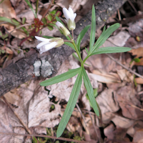 Cardamine concatenata - cutleaf toothwort - cauline  stem leaves