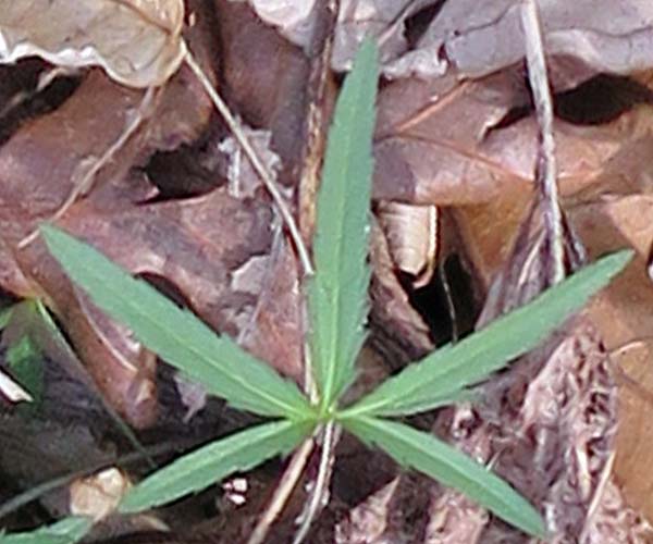 Cardamine concatenata - cutleaf toothwort - Rhizomal leaves