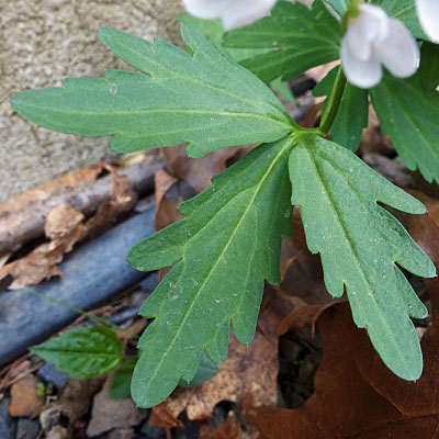 Cardamine concatenata - cutleaf toothwort - cauline  stem leaves