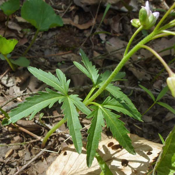 Cardamine concatenata - cutleaf toothwort - cauline  stem leaves