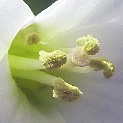Cardamine concatenata - cutleaf toothwort - flower - close up