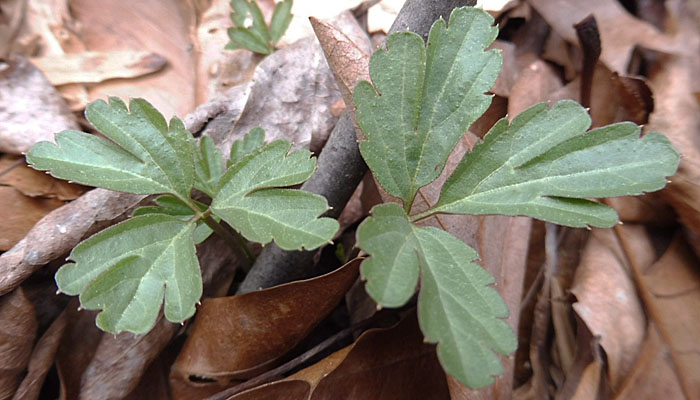 Cardamine angustata - slender toothwort - Rhizomal leaves