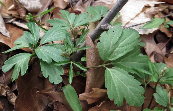 Cardamine angustata - slender toothwort - cauline  stem leaves