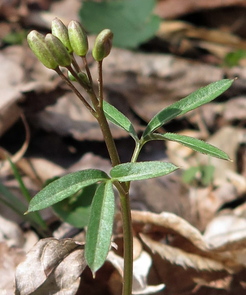 Cardamine angustata - slender toothwort - cauline  stem leaves