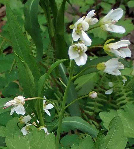 Cardamine diphylla - Broadleaf toothwort - inflorescence