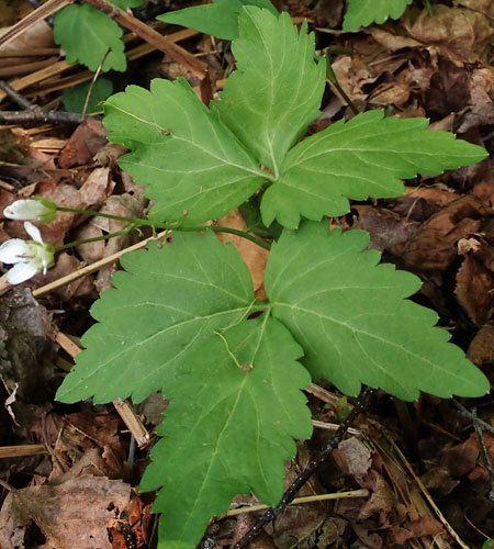 Cardamine diphylla - Broadleaf toothwort - cauline  stem leaves