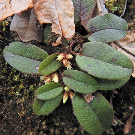 Trailing arbutus - Epigaea repens - leaves