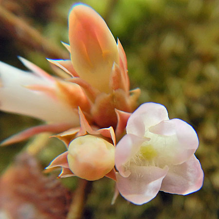 Trailing arbutus - Epigaea repens - inflorescence, bud, fresh flower