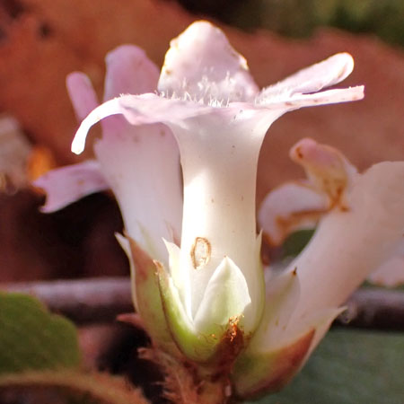 Trailing arbutus - Epigaea repens - inflorescence, flowers