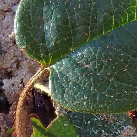 Trailing arbutus - Epigaea repens - leaves, hairs