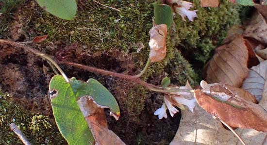 Trailing arbutus - Epigaea repens -plant -plant 