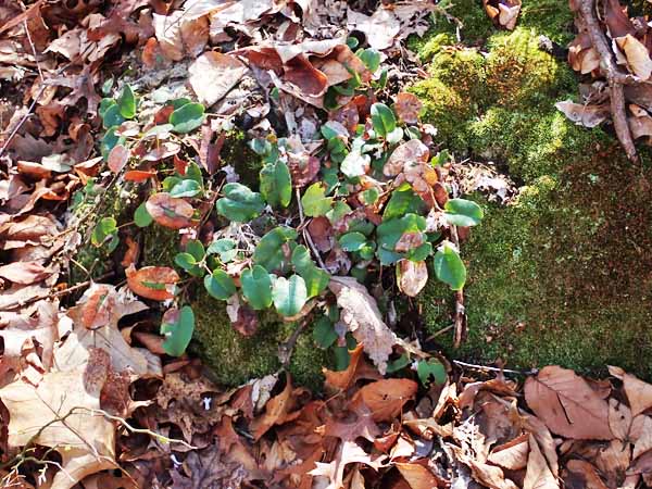 Trailing arbutus - Epigaea repens -plant - habitat 