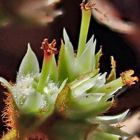 Trailing arbutus - Epigaea repens - pistillate/female flower, maturing