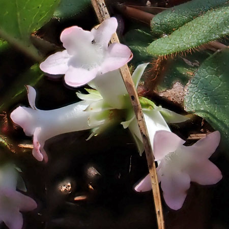 Trailing arbutus - Epigaea repens - inflorescence, flowers