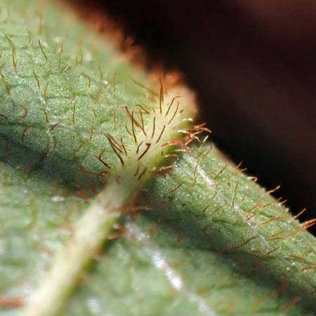 Trailing arbutus - Epigaea repens - leaves, hairs