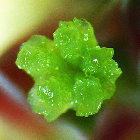 Trailing arbutus - Epigaea repens - pistillate/female flower, expanded stigma