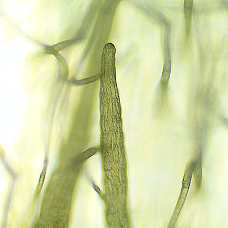 Trailing arbutus - Epigaea repens - pistillate/female flower, un-developed stamen
