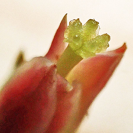 Trailing arbutus - Epigaea repens - pistillate/female flower, expanded stigma