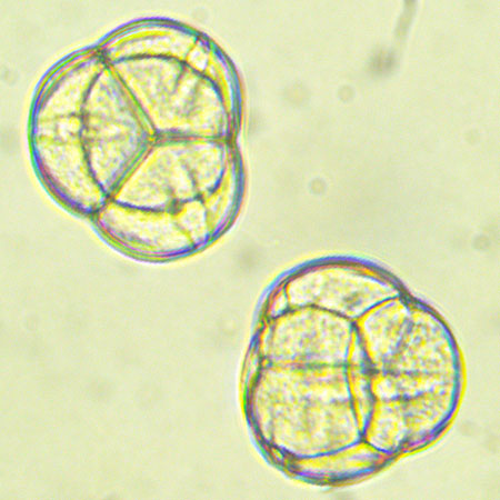 Trailing arbutus - Epigaea repens - staminate/male flower - tetrad pollen