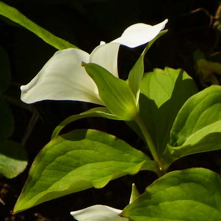 Great White Trillium, Trillium grandiflorum, flower - side view