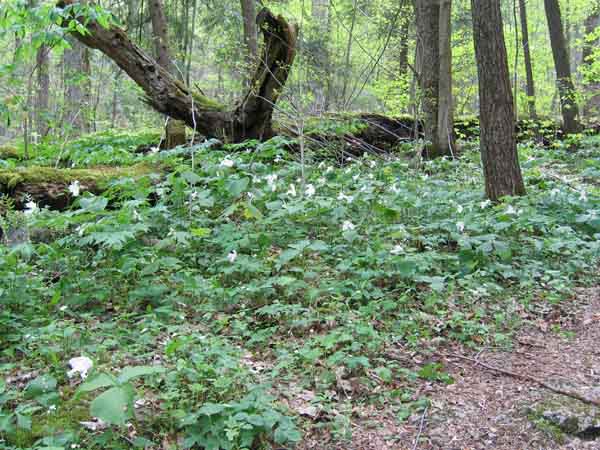 Great White Trillium, Trillium grandiflorum, plant: single stem with flower and leaves