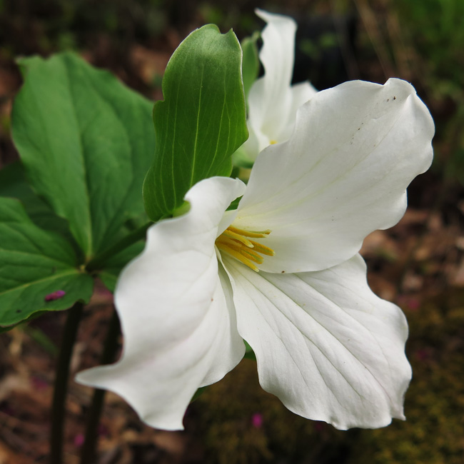 Great White Trillium - Trillium grandiflorum - flower