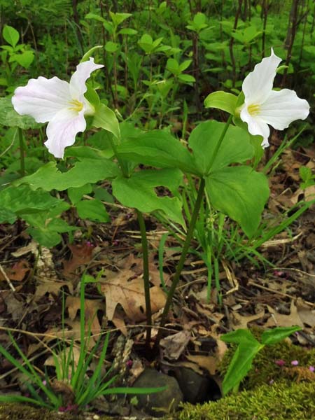 Great White Trillium, Trillium grandiflorum, plant: single stem with flower and leaves