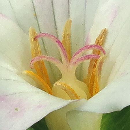 Great White Trillium, Trillium grandiflorum, flower: closeup: stigma,  anther