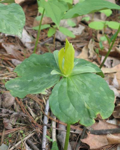 Trillium luteum (Yellow Trillium)