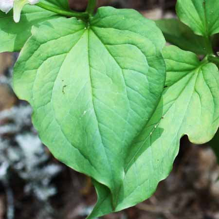 Painted Trillium, Trillium undulatum, leaves