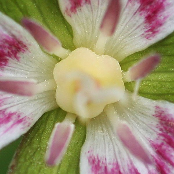 Painted Trillium, Trillium undulatum, flower: 6 lobed ovary