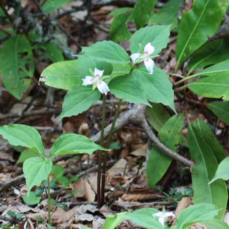 Painted Trillium, Trillium undulatum, plant: single stem with flower and leaves