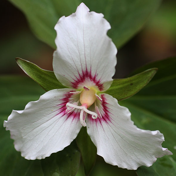 Painted Trillium, Trillium undulatum, flower