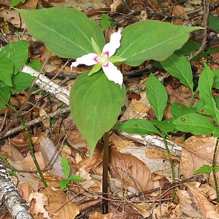 Painted Trillium, Trillium undulatum, plant: single stem with flower and leaves