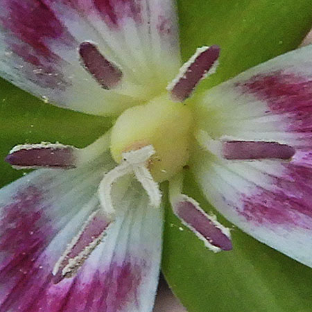 Painted Trillium, Trillium undulatum, flower: closeup: pistil stamen