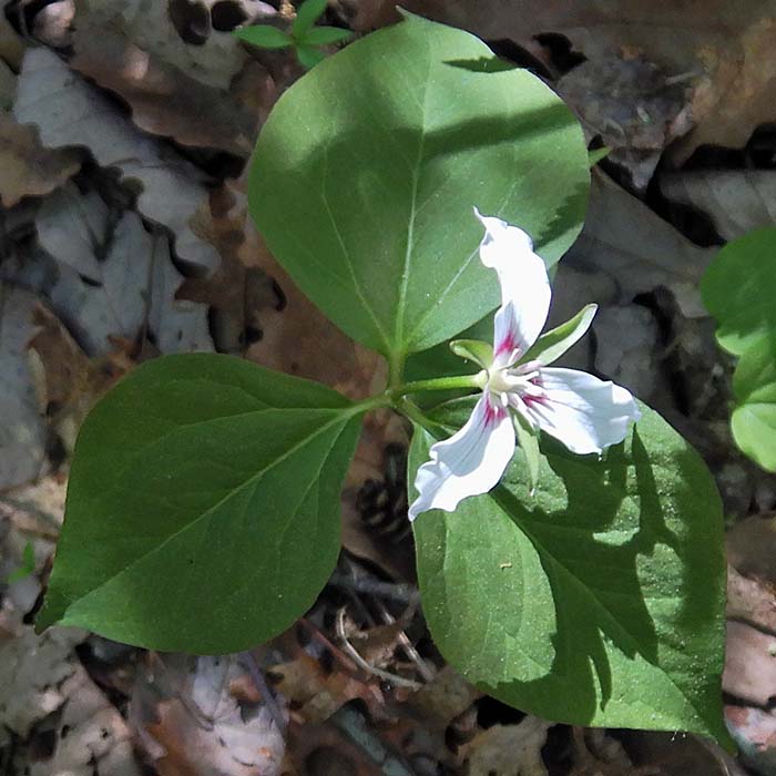 Painted Trillium, Trillium undulatum, flower, pedicel, leaves, petiole
