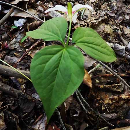 Painted Trillium, Trillium undulatum, leaves